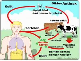 ANTRAKS Membuat Khawatir Peternak Desa Dadapayu. apa Itu ANTRAKS?